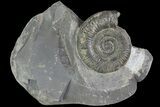 Dactylioceras Ammonite Fossil - England #84942-1